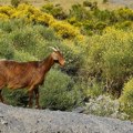Životinje: Italijansko ostrvo nudi divlje koze za usvajanje