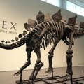 Skoro savršen fosil: Dinosaurus star 150 miliona godina vredi šest milona evra
