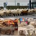 (Video) Šoping dana: Stado ovaca obrstilo supermarket. Za besplatnu reklamu dobile od vlasnika hranu za celu godinu