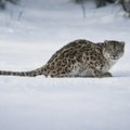 Snežni leopard napao skijašicu u Kini - pokušavala da ga fotografiše (VIDEO)