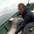 Pecaroš ulovio kolosa: Ribar na Dravi 30 minuta ”zamarao” grdosiju kapitalac ”pao” na glistu