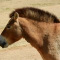 Konji Prževalskog, poslednja vrsta divljih konja na svetu