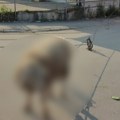 Šok prizor na 5 kilometara od centra Beograda Životinja je vezana