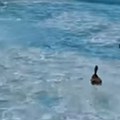 Na otvorenom bazenu u Novom Sadu pojavili su se neočekivani gosti (VIDEO)