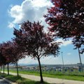 Grad Vranje daje više od 4 miliona dinara za sadnju novih drvoreda