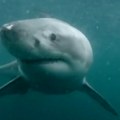 Шок снимак ајкуле уловљене у Будви: Морску неман Рајко је једва "спаковао" у чамац (видео, фото)