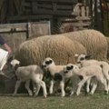 Lopovi ukrali jaganjce iz tora Vlasnik krenuo da nahrani stado, zatekao polomljenu ogradu i pretučenog psa