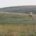 Stočari: Krave i konje na Suvoj planini ponovo mori žeđ