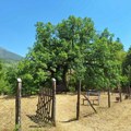Džinovski hrast u Divljani kod Bele Palanke odoleva vremenskim neprilikama i stolećima