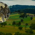 Vuk napao dete (5): Užas kod Štrpca, meštani uznemireni zbog sve češćih susreta sa divljim zverima