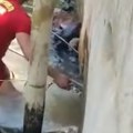 Strava i užas u akva parku Ogromni divlji monstrum se zavukao ispod betonske konstrukcije, vatrogasci morali da koriste malj…