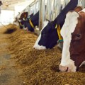 Ova vrsta krava je zaista posebna! Evo kako će pomoći u odsudnoj borbi protiv klimatskih promena