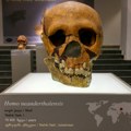 Najstariji poznati dokazi o stomatologiji pronađeni u zubu neandertalca