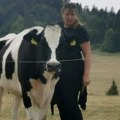 Pričao o kravici Slavici: od studentskog spasavanja do slobodnog života na Zlatiboru