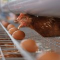 Koke nosilje konačno oslobođene od kaveza? Sprema se velika promena koja će uticati i na Srbiju