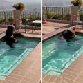 Medved se baškario u bazenu porodične kuće! Napolju se sve topi od vrućine, a on odlučio da se bućne i rashladi (video)