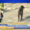 Sve učestaliji napadi pasa lutalica u Nišu i okolini VIDEO