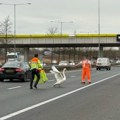 Labud izazvao potpuni haos na auto-putu, jedva ga sklonili: "Mislili smo da je reč o karnevalu"