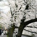 Japanaca skoro milion manje nego prethodne godine