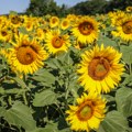 Produktna berza: Prvi ugovori za novi rod suncokreta, čeka se nova žetva kukuruza, cene u porastu