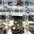 Zatvoren ilegalni zoološki vrt u Španiji: Zaplenjeno više od 150 egzotičnih životinja