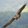 (Foto) Simbol Srbije ponovo osvaja nebo! Lepe vesti stižu iz Vojvodine: Porasla populacija ove ugrožene vrste, ali i dalje su…
