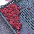 Maline iz Srbije zaustavljene u Francuskoj zbog previše kadmijuma