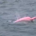 Svi gledaju snimak roze delfina iz Omana: Njegova boja krije zanimljivo objašnjenje (video)
