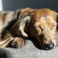 Šta sanjaju psi: njihovi snovi će istopiti vaše srce