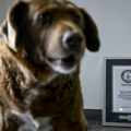 Bobiju oduzeta Ginisova titula: „Nema dovoljno dokaza“ da je najstariji pas na svetu