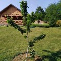 (Foto) u dvorištu drvo trešnje, lekovito bilje i cveće: Ovo je kuća naše voditeljke u Velikoj Moštanici: "Nije lako…
