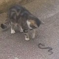 Zmija snimljena nasred ulice u Žarkovu, prišla mački koja je samo posmatrala: Da li je opasna?