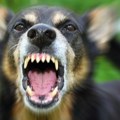 Pitbul i šarplaninac ubili i rastrgli psa u Resniku: Krvavi trčali kroz naselje, ljudi u strahu