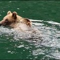 Oprez oko jezera Perućac zbog mečke sa tri mečeta (FOTO/VIDEO)