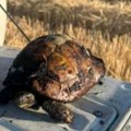 (Foto): Gledaš ovu fotografiju i tuga te obuzima: Samo pomisliš na to šta je maleno šumsko biće preživelo i srce ti se stegne…