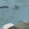 VIDEO: Lažni AI snimci ajkula na poplavljenim ulicama Jamajke šire se mrežama