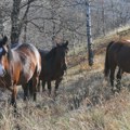 Krdo se otelo kontroli: Poludivlji konji sa Stolova prave štetu na imanjima u podnožju (foto)