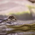 Vlasti španskog grada upozorile građane da budu na oprezu zbog kajmana