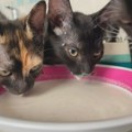 Neko ih je ostavio ispred garaže, a onda su promenili jedno leto: Priča koja će dirnuti svakog ljubitelja mačaka