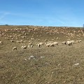 Krave piju 10 tona vode dnevno, a reka presušila! Muka na Staroj planini, stočari primorani na očajnički potez