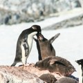 Prvi put zabeleženo kamerom 700: mladih pingvina kao po komandi krenuli na isto mesto, kada je snimatelj video šta rade…