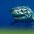 У Неуму уловљен најопаснији морски пас Јадрана