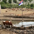 "Situacija je bila katastrofalna": Euronews Srbija na Suvoj planini gde je oko 1.000 grla stoke danima bilo bez vode