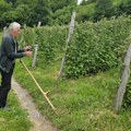 Malinari iz Polimske doline spremni za berbu, otkupna cena vraća nadu u „crveno zlato“ (video)