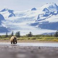 Medved napao američke vojnike tokom vojne vežbe na Aljasci