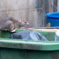 Novi Sad prvi put proverava koje bolesti prenose glodari: Prvi rezultati već u septembru