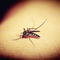 Prskanje komaraca od danas u Novom Sadu i Beočinu: Preparat toksičan za pčele
