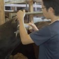Nemanja od krava besno zarađuje, ali uopšte ne izgledaju kao naše: Na farmi razvio biznis, sad proizvodi najskuplje meso