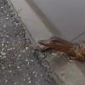 (VIDEO) Građani u bari na ulici u Nišu zatekli prepariranog krokodila - policija izašla na teren