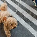 EU uvodi nova pravila za kućne ljubimce